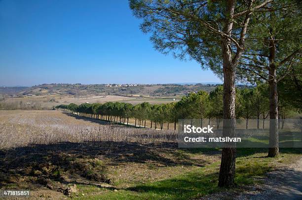 Árvore Alley - Fotografias de stock e mais imagens de Agricultura - Agricultura, Ajardinado, Aldeia