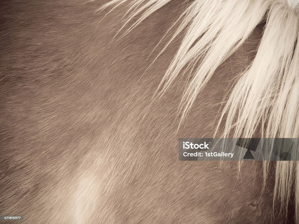 Cavalo pormenor, pêlo e Juba, lado/Vista de Frente - Royalty-free Alazão - Cor de Cavalo Foto de stock