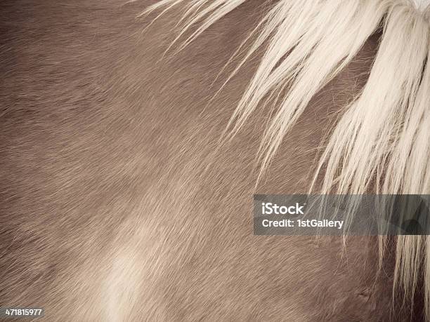 Cavalo Pormenor Pêlo E Juba Lado Vista De Frente - Fotografias de stock e mais imagens de Alazão - Cor de Cavalo - Alazão - Cor de Cavalo, Animal, Animal Doméstico