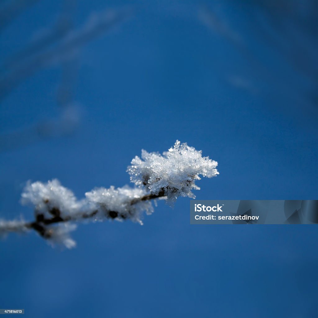 Ramo coperto con hoarfrost - Foto stock royalty-free di Albero