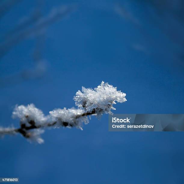 Ramo Coperto Con Hoarfrost - Fotografie stock e altre immagini di Albero - Albero, Albero di natale, Ambiente