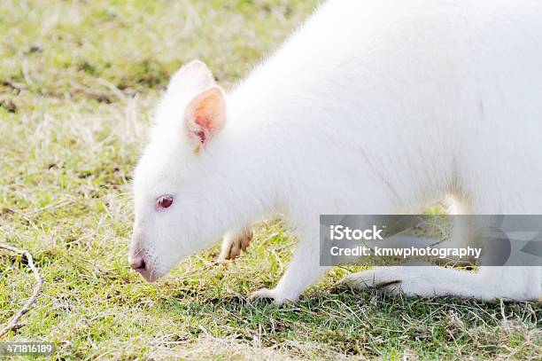 Zbliżenie Albino Wallaby - zdjęcia stockowe i więcej obrazów Albinos - Albinos, Australia, Australijski Outback