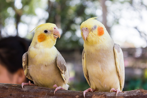 two cockateil birds