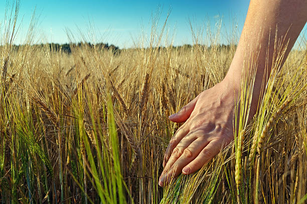 рука и пшеница укороченный - human hand merchandise wheat farmer стоковые фото и изображения