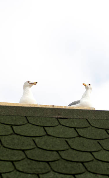 two seagull stock photo