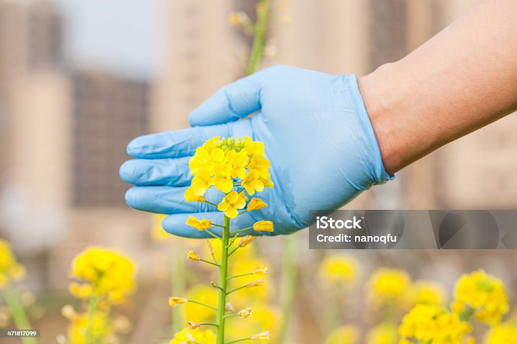 菜種の花 - アブラナ属のロイヤリティフリーストックフォト