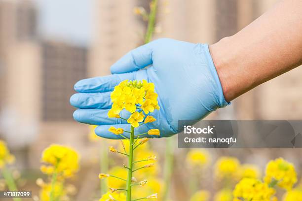 菜種の花 - アブラナ属のストックフォトや画像を多数ご用意 - アブラナ属, カブ, カラフル