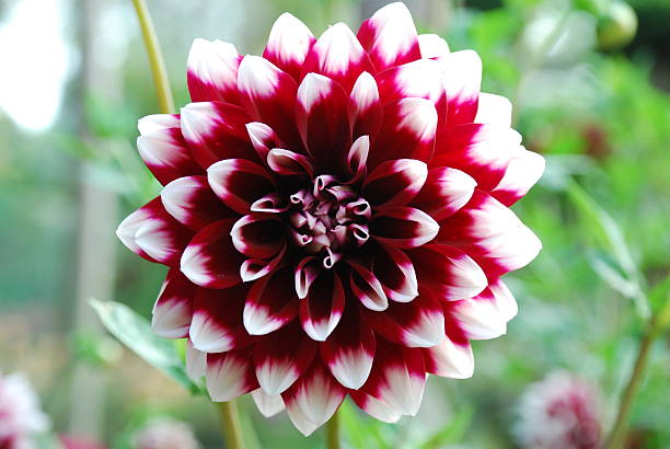 istock Beautiful dahlia flower 471817317