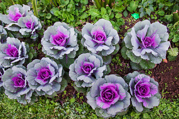 istock Colorful Ornamental cabbage in the garden 471817318