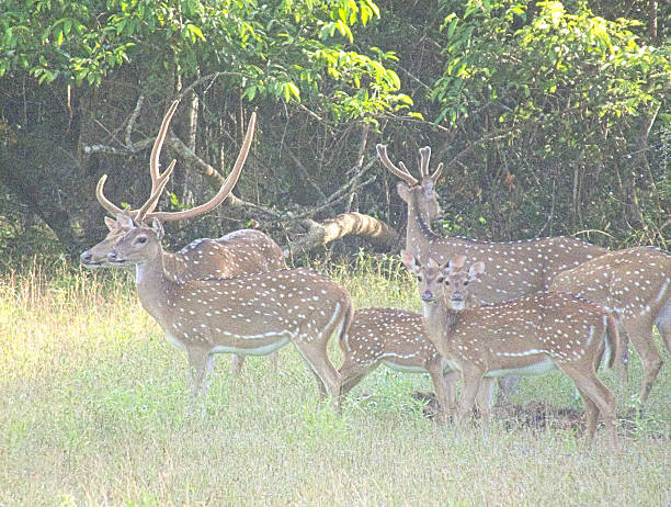 istock Herd of Ceylon Spotted Deer (Axis axis ceylonensis) with Fawns 471817388