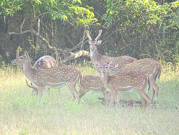 istock Herd of Ceylon Spotted Deer (Axis axis ceylonensis) with Fawns 471817394