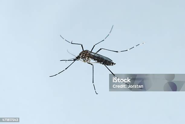 Aedes Eagypti 모기 0명에 대한 스톡 사진 및 기타 이미지 - 0명, 곤충, 모기