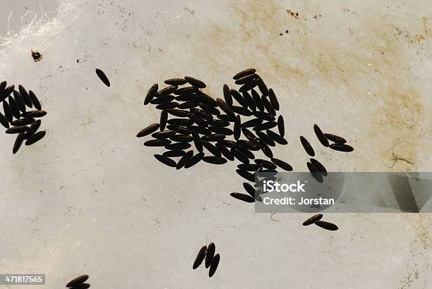 Aedes Aegypti Eggs Stock Photo - Download Image Now - Aedes Aegypti, Aedes Mosquito, Horizontal