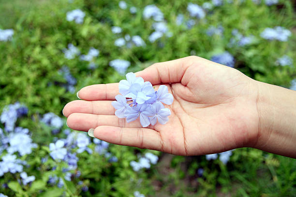 istock Purple flowers in the backyard on hand. 471817617