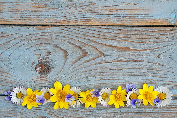 Blue  grey old knotted wooden background with daisies and buttercups fieldflowers in row with empty space