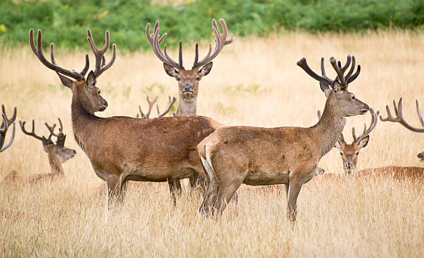 istock Red deer stag herd in Summer field landscape 471818335