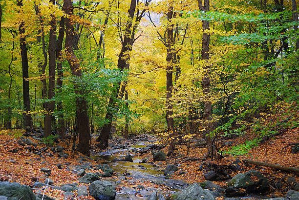 istock Autumn woods and creek 471818345