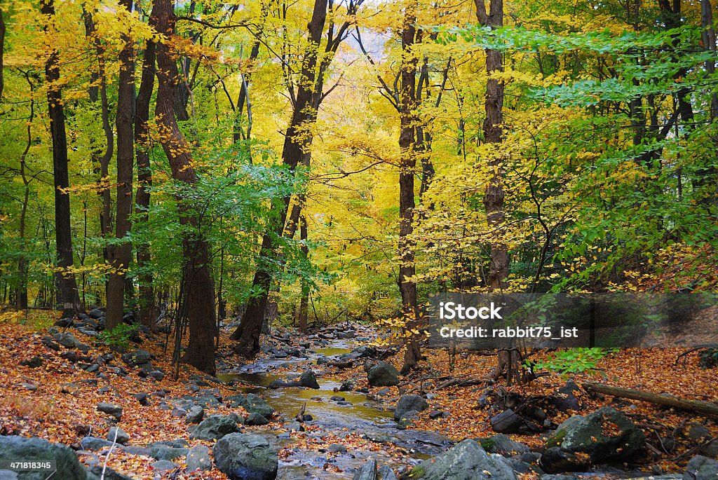 Autumn woods and creek Autumn woods with yellow maple trees and creek with rocks and foliage in mountain. Autumn Stock Photo