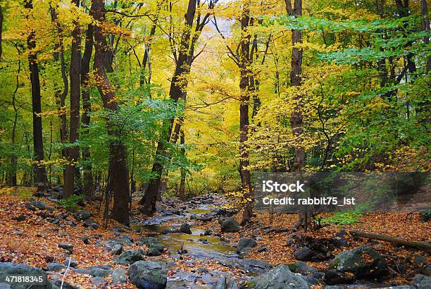 Autumn Woods And Creek Stock Photo - Download Image Now - Autumn, Autumn Leaf Color, Beauty In Nature