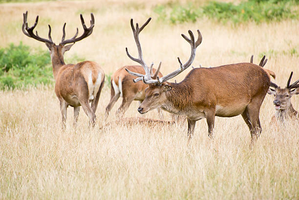 istock Red deer stag herd in Summer field landscape 471818361