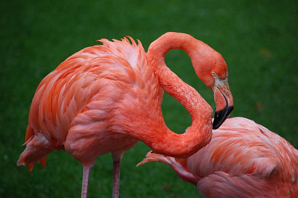 karaiby flamingo na turks i caicos - turks and caicos islands caicos islands bahamas island zdjęcia i obrazy z banku zdjęć