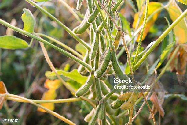 Primo Piano Del Fagiolo Di Soia - Fotografie stock e altre immagini di Agricoltura - Agricoltura, Alimentazione sana, Ambientazione esterna