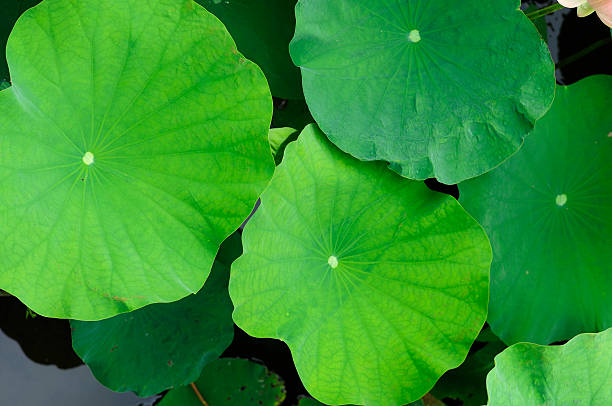 lotus verde hojas - lotus leaf fotografías e imágenes de stock