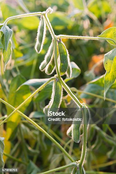 Primo Piano Del Fagiolo Di Soia - Fotografie stock e altre immagini di Agricoltura - Agricoltura, Alimentazione sana, Ambientazione esterna