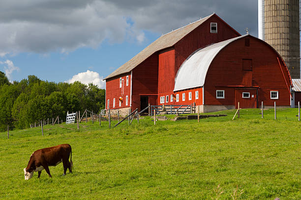 istock Summer Red Barn and Grazing Cow 471818993