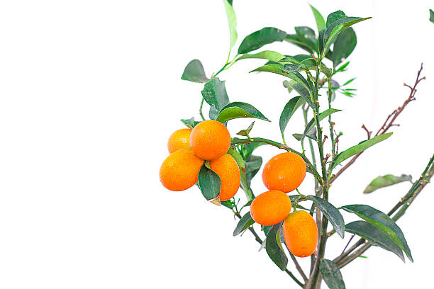 istock Oranges branch with leaves Isolated on white 471819151