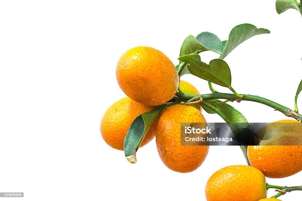 Arancio ramo con foglie isolato su sfondo bianco - Foto stock royalty-free di Agricoltura