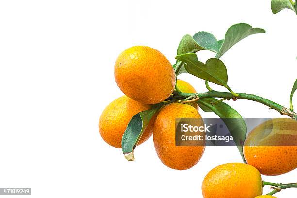 Апельсинов Ветвь С Листьями Изолированные На Белом Фоне — стоковые фотографии и другие картинки Апельсин
