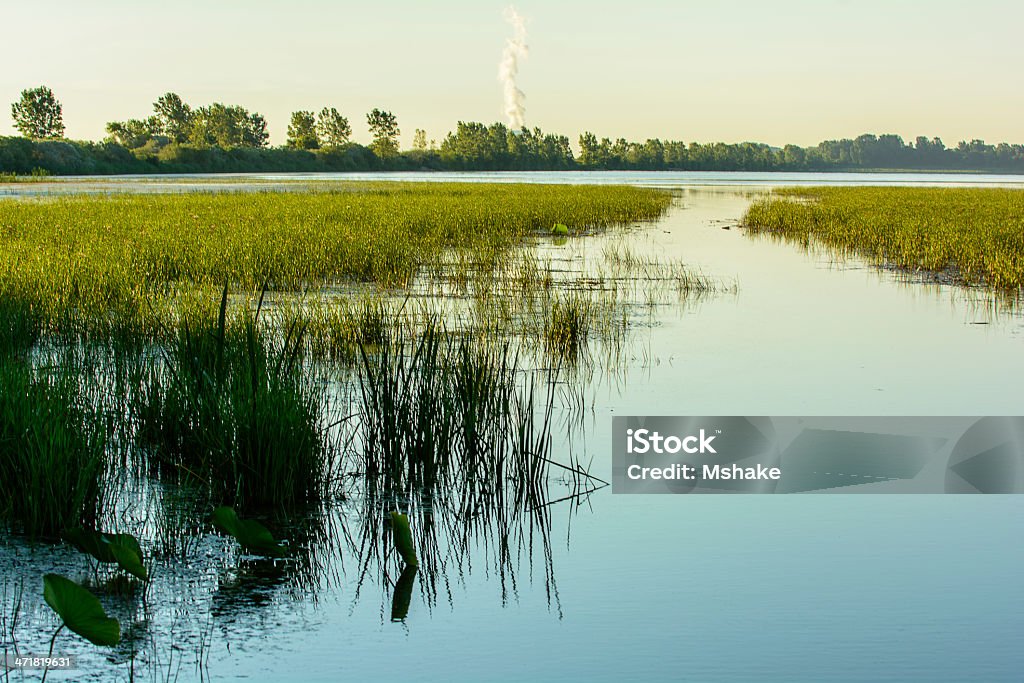 Marsh - Foto de stock de Agua libre de derechos