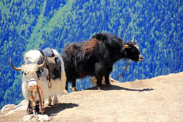 istock Two shaggy yaks in Caucasus mountains 471819701