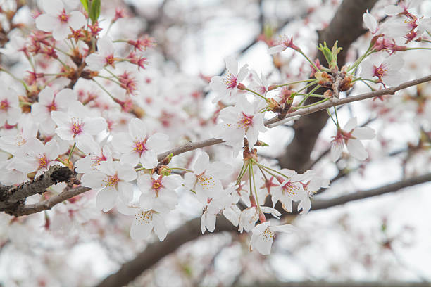 istock Cherry blossom ,spring season in Japan 471819710
