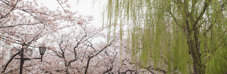 Cherry blossom ,spring season in Japan