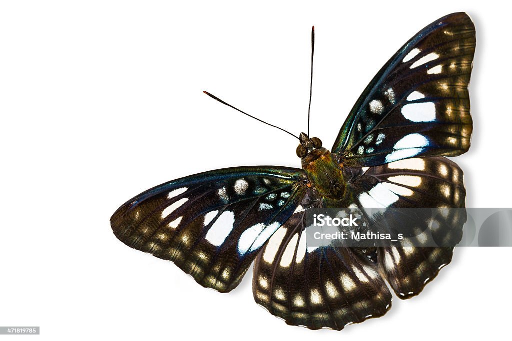 Die Blackvein Sergeant butterfly - Lizenzfrei Asien Stock-Foto