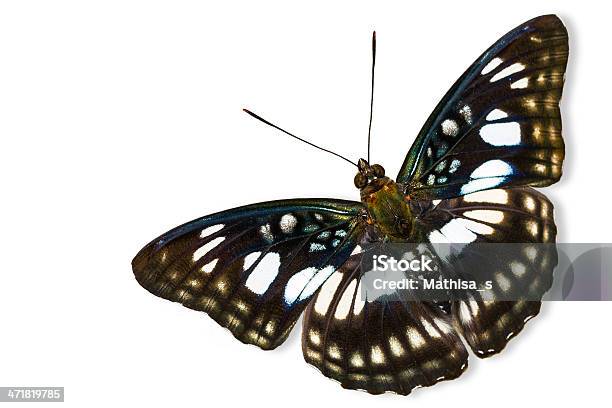 Die Blackvein Sergeant Butterfly Stockfoto und mehr Bilder von Asien - Asien, Boden, Edelfalter