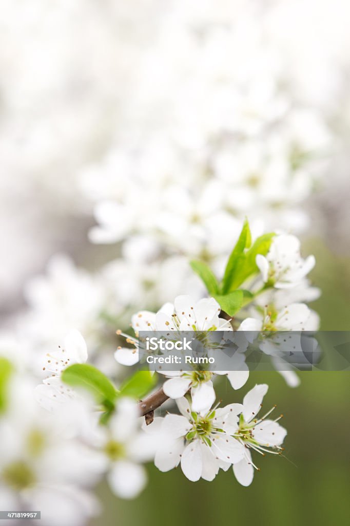 Bocciolo di ramo di albero di mela in giornata di sole - Foto stock royalty-free di Albero