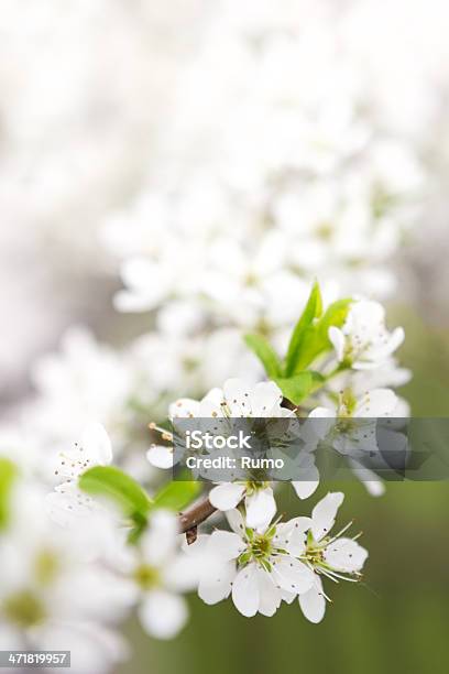 Blossoming Ramo Da Appletree Em Dia De Sol - Fotografias de stock e mais imagens de Desfocado - Focagem - Desfocado - Focagem, Árvore, Abril