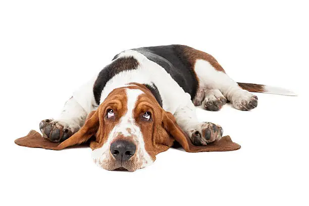 Basset hound dog lying on a white background