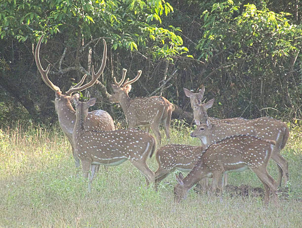 istock Herd of Ceylon Spotted Deer (Axis axis ceylonensis) with Fawns 471820112