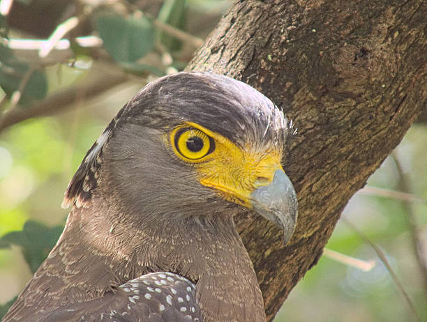 istock The Eye of an Eagle - Closeup Head Shot 471820116