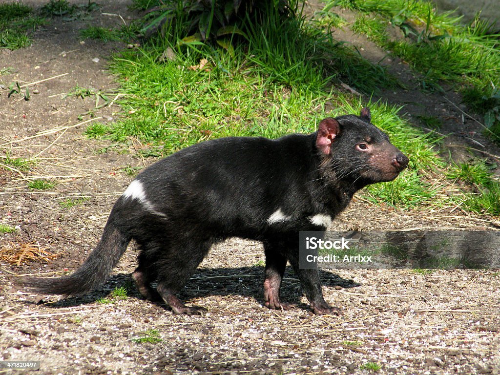 Demonio de tasmania - Foto de stock de Aire libre libre de derechos
