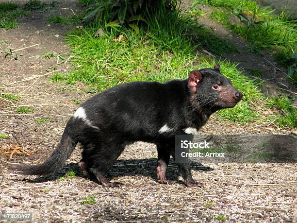 Demónio Da Tasmânia - Fotografias de stock e mais imagens de Animais caçando - Animais caçando, Animal, Animal em via de extinção