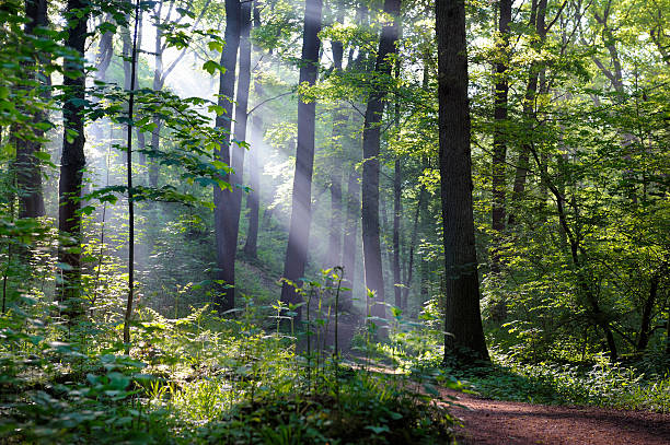 la mañana en el bosque verde sunbeams mixto - eifel fotografías e imágenes de stock