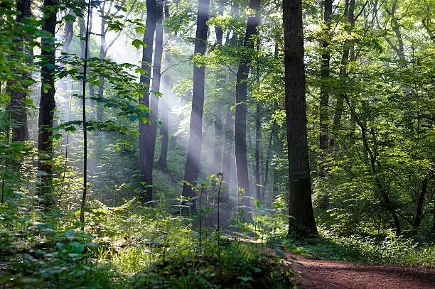 Morning sunbeams shining through a green mixed forest with slight mist. Location: Eifel national park, Germany