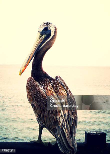 Pelicano - Fotografias de stock e mais imagens de Pensacola - Pensacola, Pássaro, Ao Ar Livre