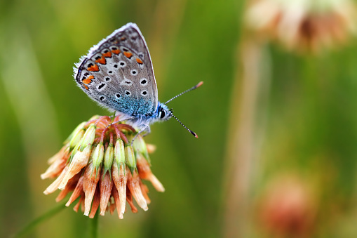 Polyommatus icarus is a butterfly of the family Lycaenidae.