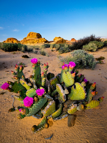 A cactus blooms, with a clear, blue sky in the background.